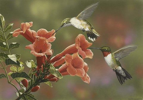 Hummingbirds and Trumpet Flowers by William Vanderdasson